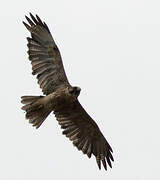 Swainson's Hawk