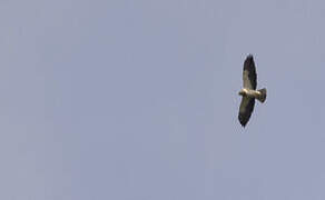 Swainson's Hawk