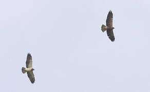 Swainson's Hawk