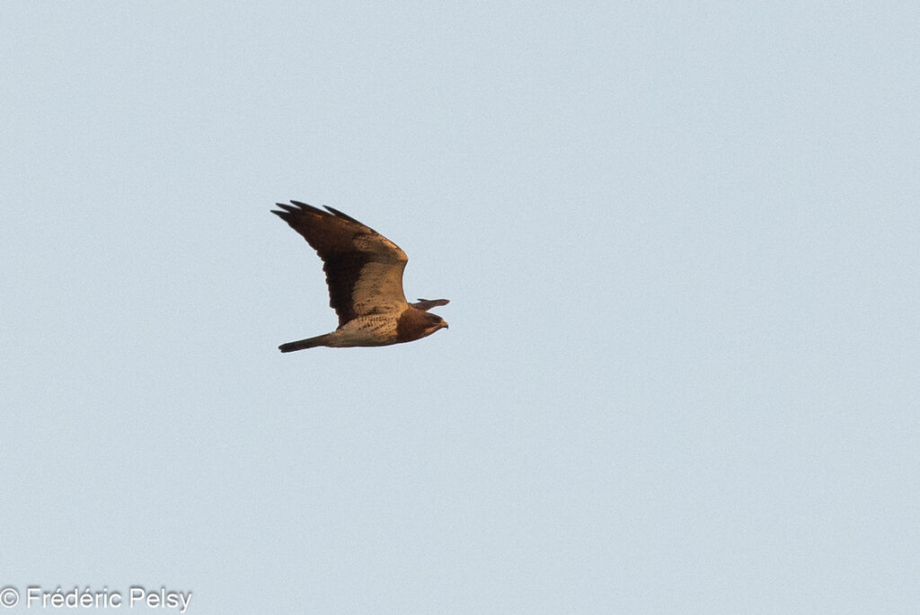 Swainson's Hawk