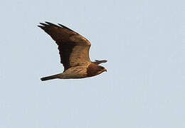 Swainson's Hawk