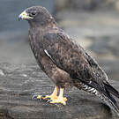 Buse des Galapagos