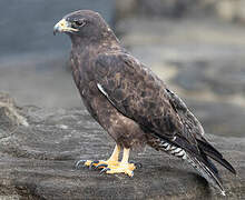 Galapagos Hawk