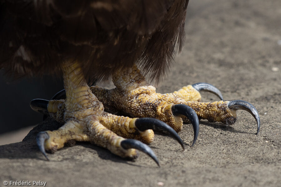 Buse des Galapagos