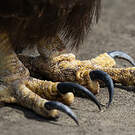 Buse des Galapagos