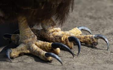 Buse des Galapagos