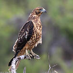 Buse des Galapagos