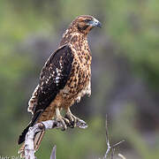 Galapagos Hawk