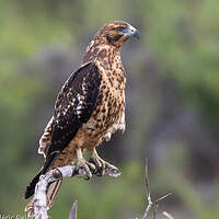 Buse des Galapagos