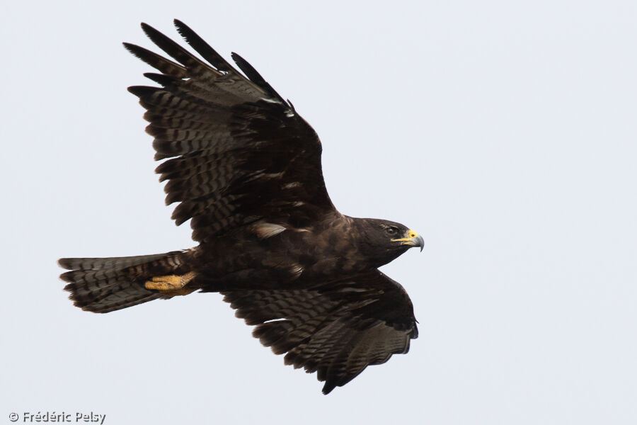 Galapagos Hawk