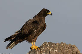 Galapagos Hawk