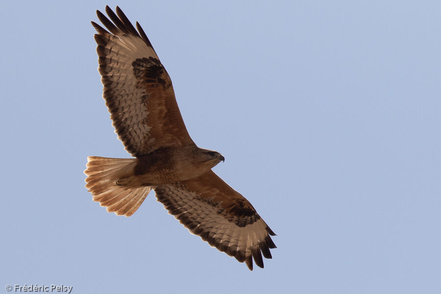 Long-legged Buzzard