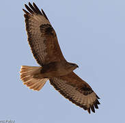 Long-legged Buzzard