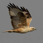 Long-legged Buzzard