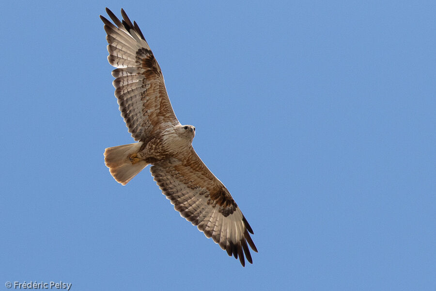 Long-legged Buzzard, Flight