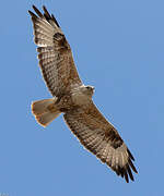 Long-legged Buzzard