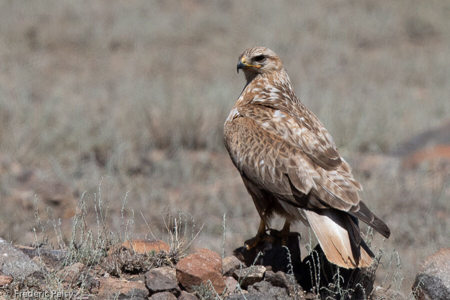 Long-legged Buzzard