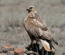 Long-legged Buzzard