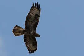 Mountain Buzzard