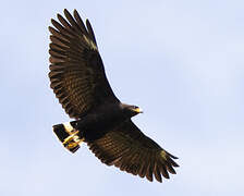 Common Black Hawk