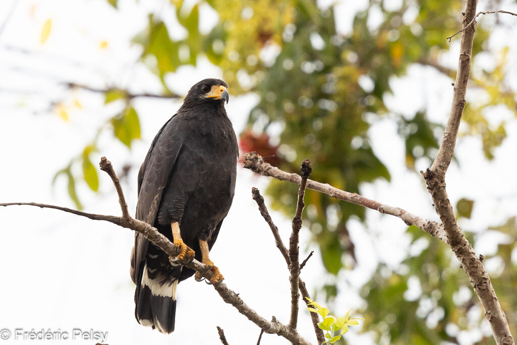 Common Black Hawk