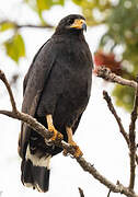 Common Black Hawk