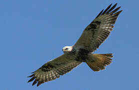 Rough-legged Buzzard