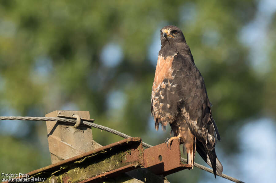 Buse rounoiradulte, identification