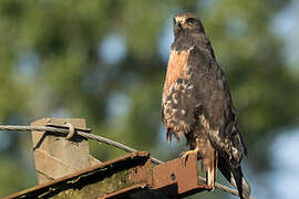 Jackal Buzzard