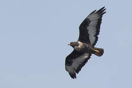 Jackal Buzzard