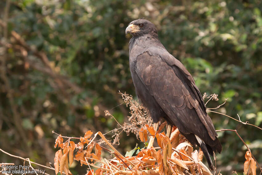 Great Black Hawksubadult, identification