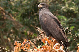 Great Black Hawk