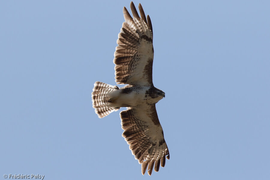 Common Buzzard, Flight