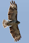 Buse variable