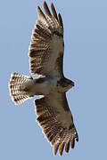 Common Buzzard