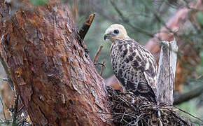 Common Buzzard