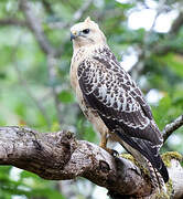 Common Buzzard