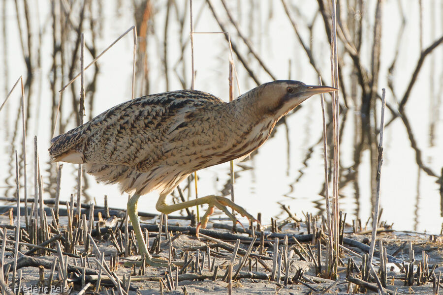 Eurasian Bittern