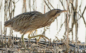 Eurasian Bittern