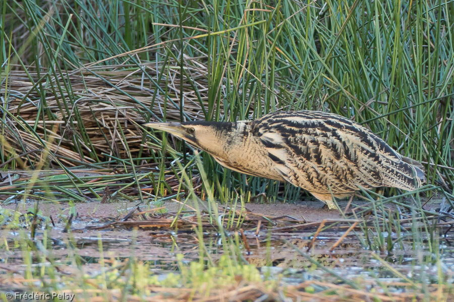 Eurasian Bittern