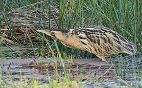 Eurasian Bittern