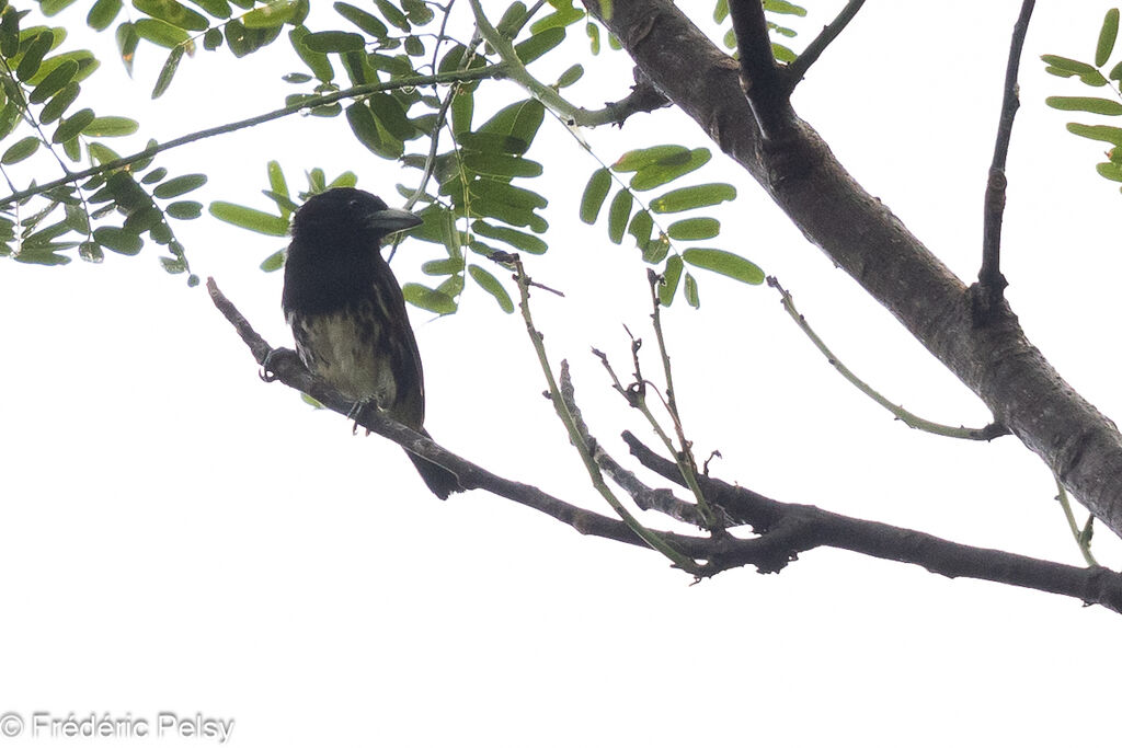 Spot-crowned Barbet female