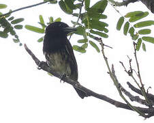 Spot-crowned Barbet