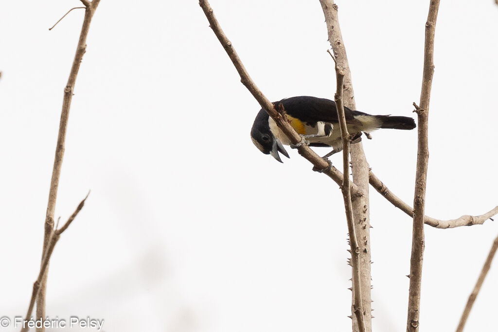 Spot-crowned Barbet male