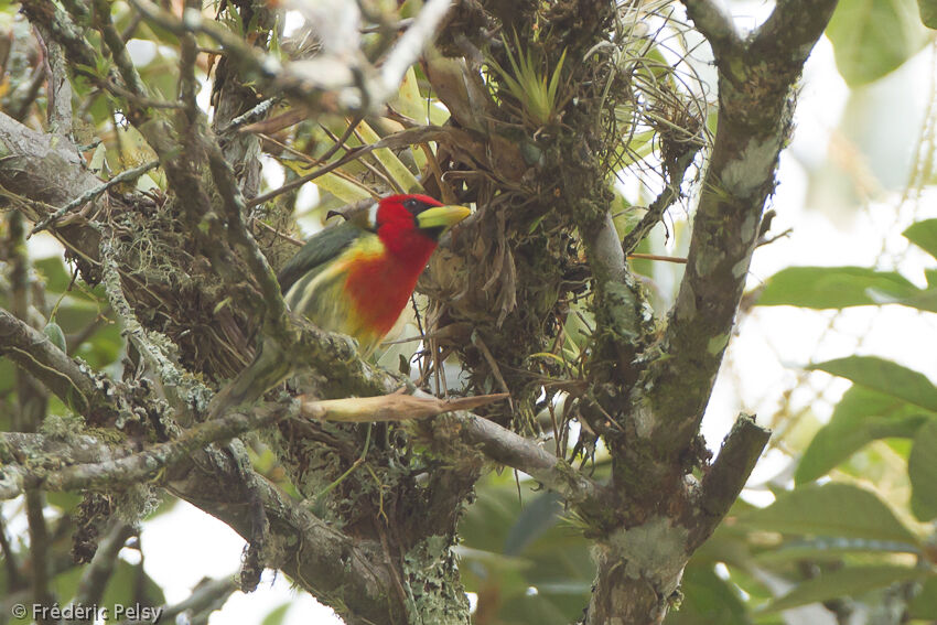 Red-headed Barbet male adult