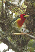 Red-headed Barbet