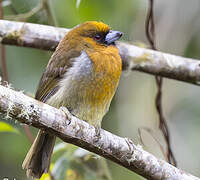 Prong-billed Barbet