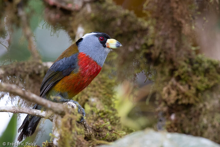 Toucan Barbet