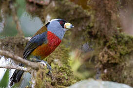 Toucan Barbet