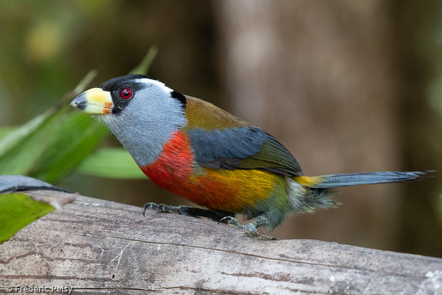 Cabézon toucan